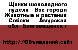 Щенки шоколадного пуделя - Все города Животные и растения » Собаки   . Амурская обл.,Благовещенск г.